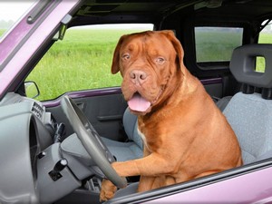 Categoria accessori auto per cani