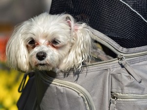 Categoria marsupi per cani