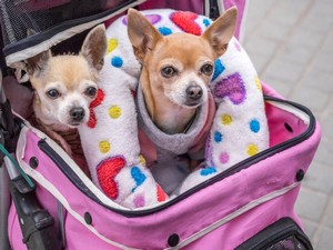 Categoria trasportini per cani